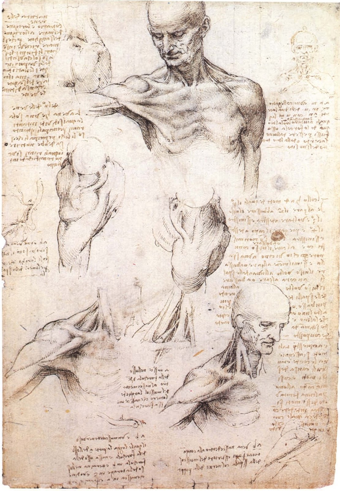 Leonardo+da+Vinci-1452-1519 (739).jpg